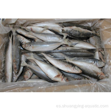 Mackerel de caballos redondos congelados 16-20 cm para la exportación